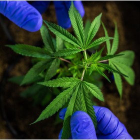 Analyses cannabinoïdes neutres Analyses cannabinoïdes neutres