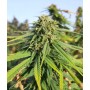 Fleurs gros volume - ORANGE BUD CBD - Outdoor