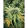 Fleur CBG BubbaG