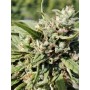 Fleur CBD Enectaliana