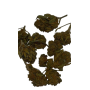 Gandhi smallbud