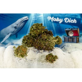 FLEUR DE CBD MOBY DICK BIO FLEUR DE CBD MOBY DICK BIO