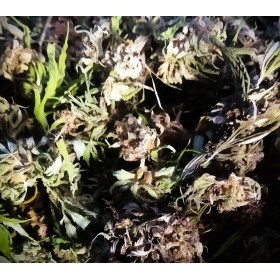 Fleurs de chanvre CBD brut en vrac bio