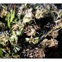 Fleurs de chanvre CBD brut en vrac bio