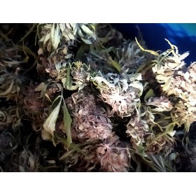 Fleurs de chanvre CBG brut en vrac bio