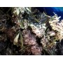 Fleurs de chanvre CBG brut en vrac bio