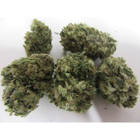 FLEURS DE CBG  SISKYOU GOLD 8,5%  BIO LIMOUSIN