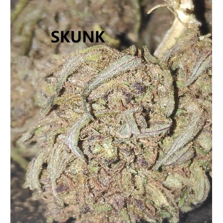 Skunk 9% CBD