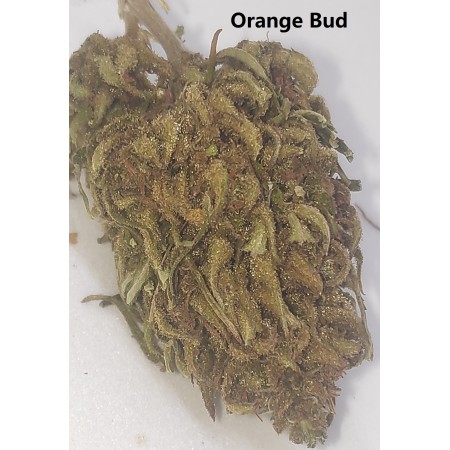 Orange Bud Outdoor