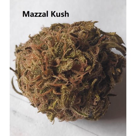 Mazzal Kush Outdoor