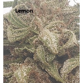 Lemon Green House Lemon Green House