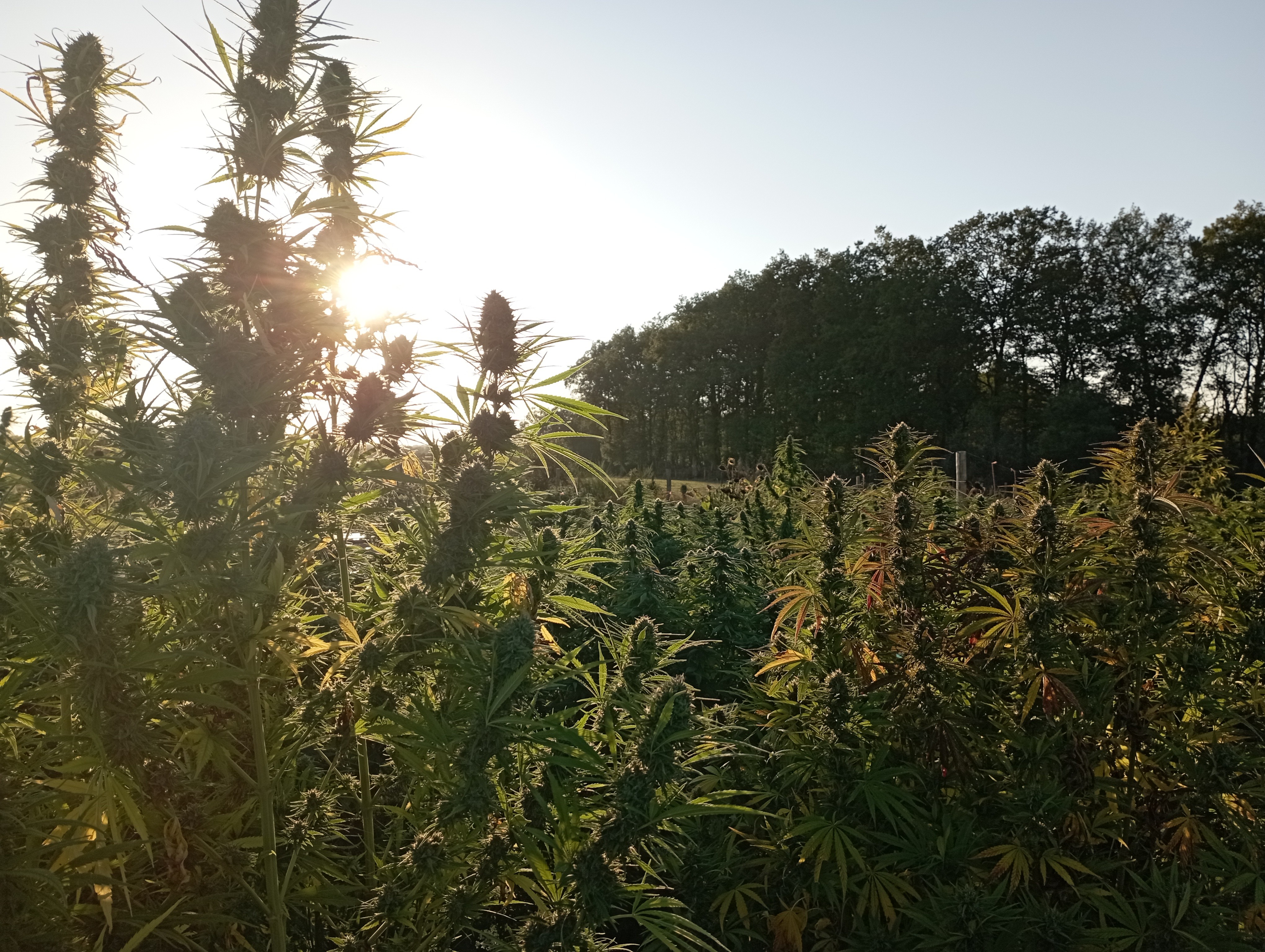 Jardin du bocage