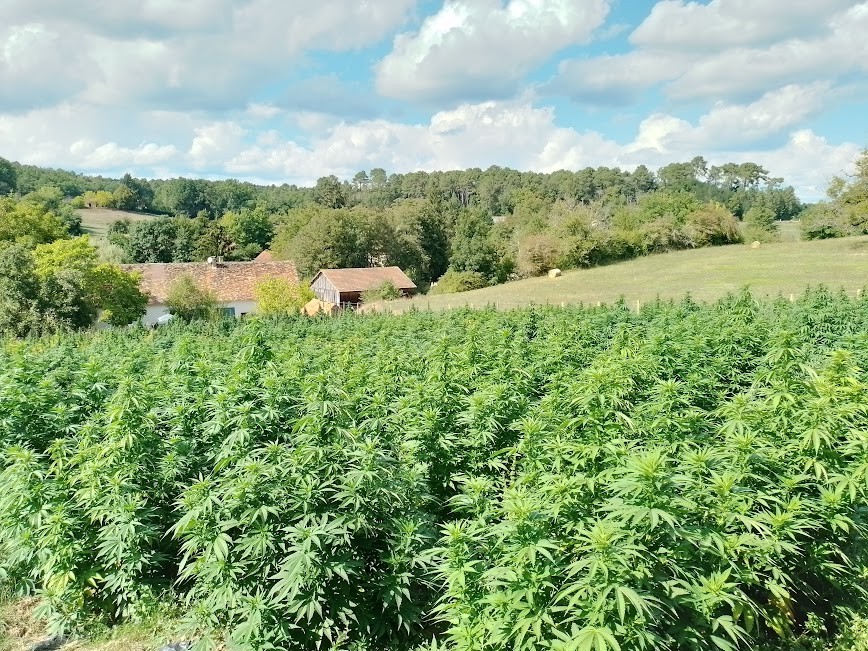 Chanvre Périgord